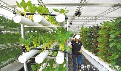 太空種子 神舟十二號的特殊“乘客”，為農(nóng)業(yè)插上科技翅膀