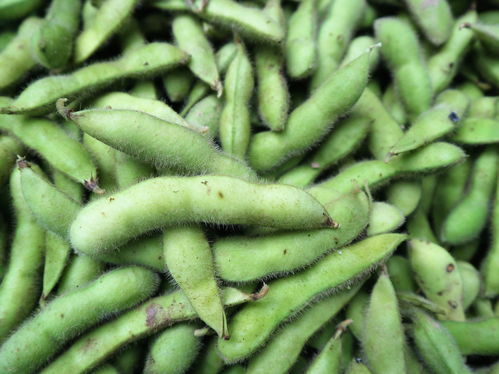 農(nóng)村大嫂巧種優(yōu)質(zhì)蔬菜，年收兩茬創(chuàng)收高，畝收益達(dá)1.2萬元